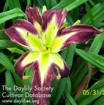 Daylily Pinebelt Green Star